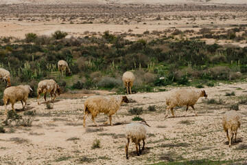 Sheep grazing on a plot in a remote area of the Negev Desert