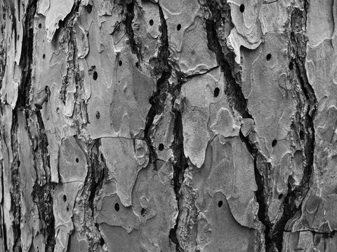 texture of natural wood bark black and white image