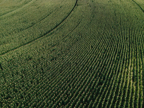 Aerial Cornfields fields