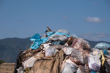 heap of trash with bird on top