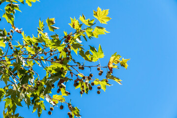 Green Leaves of Pltatanus oreintalis tree on blue sky background