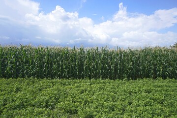 corn trees in the rice fields and blue sky