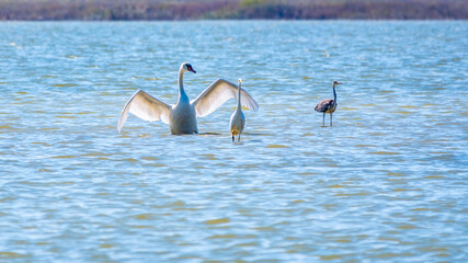 Graceful water birds, white Swan and white and grey herons swimming in the lake.