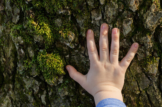 Child's Hand on Bark of Tree Trunk