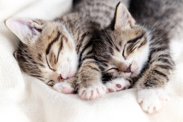Naklejka na ściany i meble Two small striped domestic kittens sleeping at home lying on bed white blanket funny pose. cute adorable pets cats.