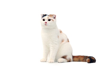 Scottish fold cat sitting on white background. Calico cat looking at camera.Parti-colour cat isolate on white background.