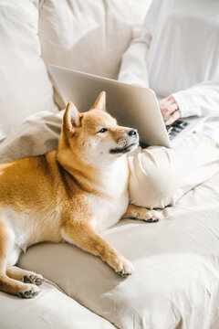 Working at home with pet dog