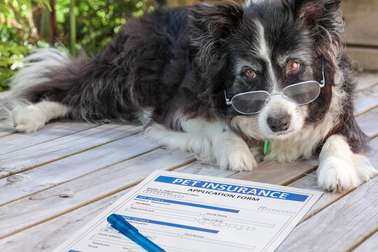 Elderly border collie dog in spectacles considers buying pet insurance