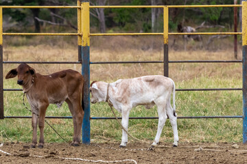 cows