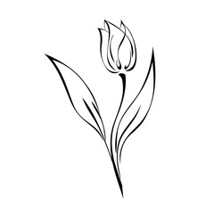 ornament 1621. one Tulip Bud on a stem with leaves in black lines on white background