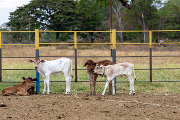 Fototapeta premium cows