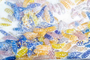 Krong Krang Kati Sod, traditional Thai dessert