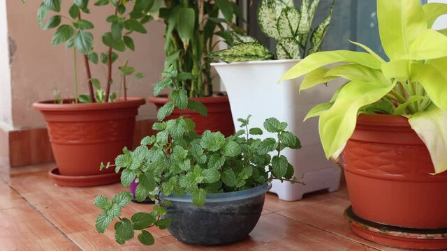 Mint plant herbs in terrace garden , organic home vegetable garden , organic kitchen garden in balcony in Kerala India. Growing plants, greenery vegetation 4K slow motion video footage Kerala India