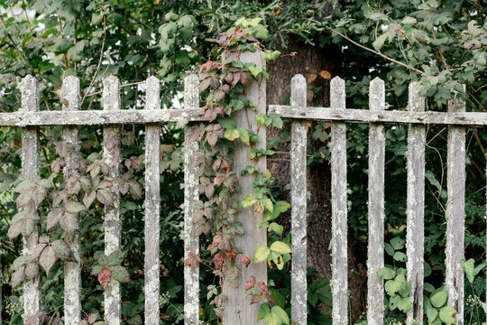 Vines growing through fence