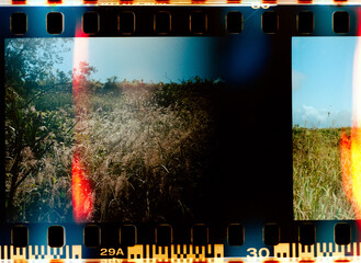 Abstract film scan of grass in Maui, Hawaii