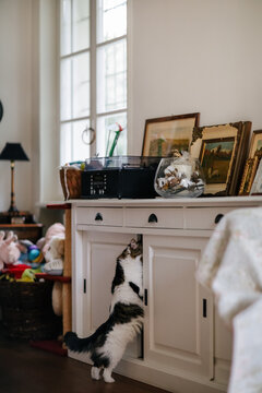 Cat exploring cabinet's content