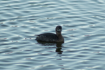 Ave nadando en el lago.
