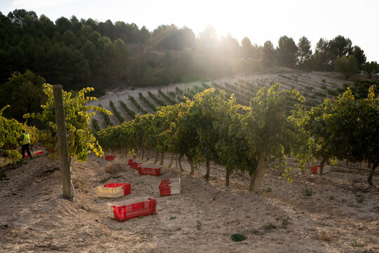 Grape Harvest.