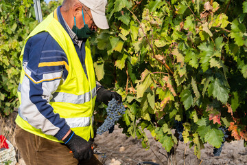 Man Working On The Grape Harvest On A Vineyard.