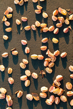 Golden Rain Tree Pods