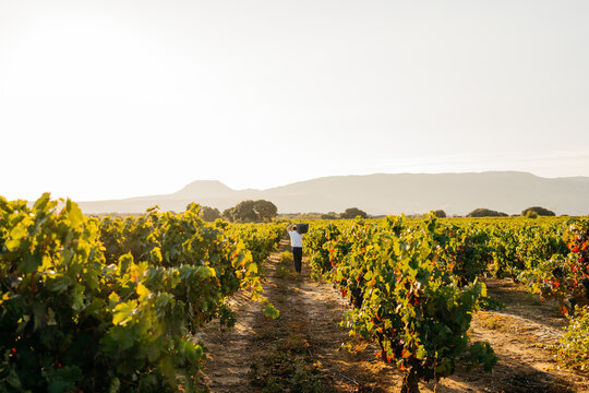 Back view of farmer carrying basket case full of grapes on his shoulder