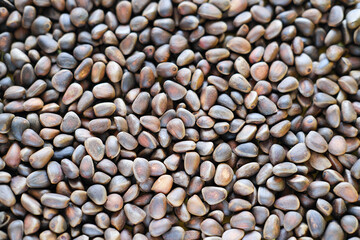 unpeeled cedar nuts background. rich in unsaturated fats food for brain boost and heart health. raw food for paleo diet. vegetarian meal plan