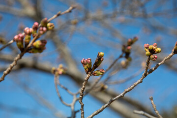 青空を背景に桜の蕾