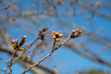 青空を背景に桜の蕾