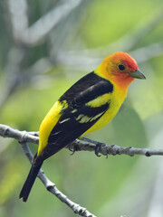 close up of  a colorful male western tanager perched on a branch of an ash  tree  in spring in broomfield, colorado