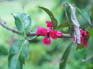 Malay apple, Syzygium malaccense malaccense red flower fruit on tree