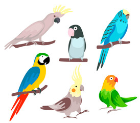set of tropical parrots. vector illustration in cartoon style