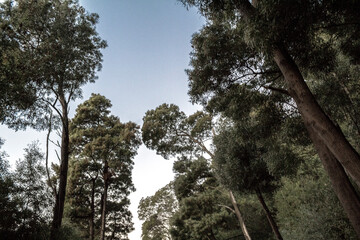 Fototapeta premium Día despejado con grandes arboles.