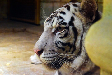 Tigre