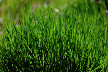 Fototapeta na wymiar green grass texture
