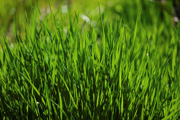 green grass in the wind