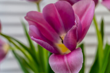 Bouquet of spring flowers - pink tulips