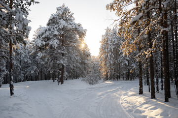 Beautiful sunny winter forest with snowy road