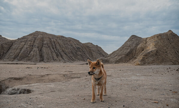 Small puppy in a sandy place