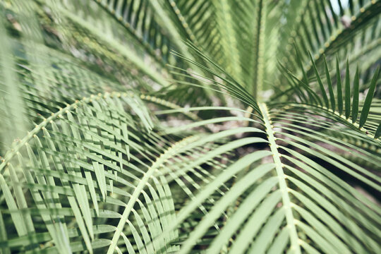 Palm leaves.