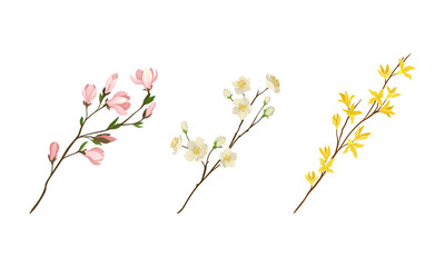 Obraz na płótnie Canvas Floral Twigs and Branches with Tender Flower Buds and New Leaves Vector Set