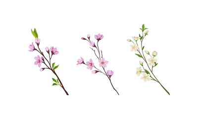 Floral Twigs and Branches with Tender Flower Buds and New Leaves Vector Set