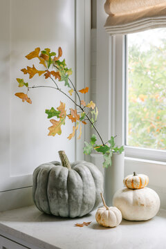 Multiple pumpkins near window