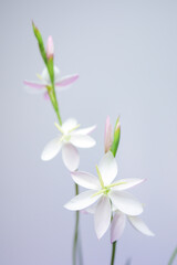 Fototapeta na wymiar 白とピンクの花・ヘスペランサ01