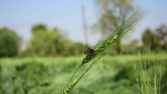 Moth Insect On Wheat Close up Farm
