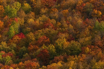 Texture Of Autumn Colorful Forest, close-up