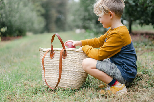 Little boy picking apples in an orchard