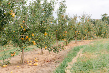 Apple orchard