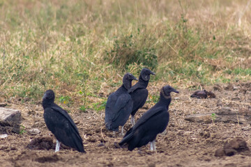 vulture on the ground