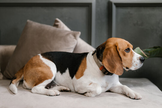 Cute Beagle resting on couch in flat