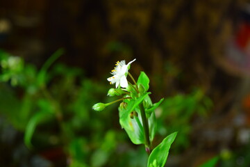 Beautiful home plants.